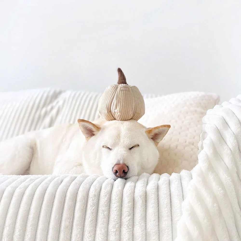 BOO Sniffer Pumpkin
